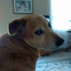 Meet your Posher, Patsy